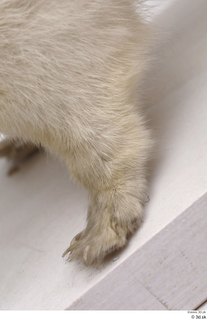 Weasel foot leg 0003.jpg